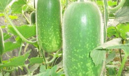 56吃瓜网 吃瓜爆料大事件真相,吃瓜爆料大事件真相全解析